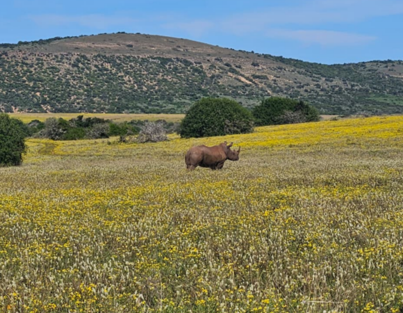Kenton Rhino Rising 2026 | 17–20 September