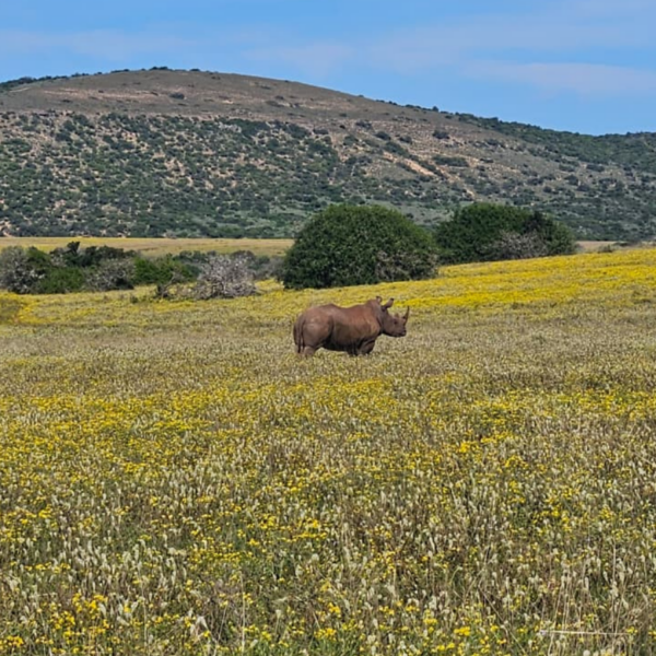 Kenton Rhino Rising 2026 | 17–20 September